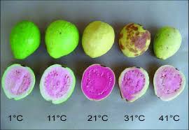 If a guava gives some push under your fingers when squeezed, it means that it's ripe and ready to be eaten. External And Internal Appearance Of Paluma Guavas After 156 H Of Download Scientific Diagram