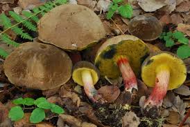 Image result for Xerocomellus diffractus