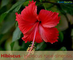 Hibiscus Facts And Health Benefits