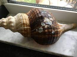 You will need three tubs of water with different salt measurements. How To Clean Seashells Controversy Seashells By Millhill