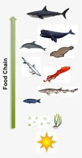 Food chain by janie einerson | this newsletter was created with smore, an online tool for creating beautiful newsletters for educators, nonprofits, businesses and more. Basic Outline Of The Food Chain Of An Adult White Shark Simple Shark Food Chain Transparent Png 574x1087 Free Download On Nicepng