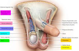Testicular torsion results in impaired arterial blood supply and venous drainage. Testicular Torsion Causes Signs Symptoms Diagnosis Treatment Surgery