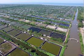 Tambak Udang Terbesar Di Indonesia Infoakuakultur Com