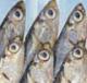 Digest Saveur Food Media Arts Egullet Forums