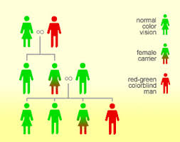 What Is Color Blindness Colblindor