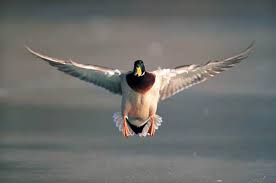 Hey Do You Know What Starts With F And Ends With Uck Just For Fun Discussion Birds Flying Photography Birds In Flight Duck Photo