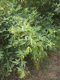 Image result for Cajanus cajan