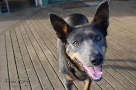 Black And Tan Australian Kelpie Lab Mix Blue And Tan Australian Kelpie Australian Kelpie Happy Girls Puppies