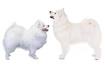 American Eskimo Dog Puppies For Sale - AKC PuppyFinder