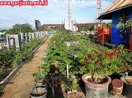 Selain mempercantik tampilan rumah, anda juga bisa memanfaatkan buah yang dihasilkan. Kebun Diatas Rumah Alternatif Pemanfaatan Lahan Purjianto