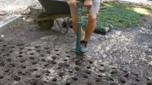 Mondo grass is ideal for your garden. Planting Dwarf Mondo Grass With Video Proplugger