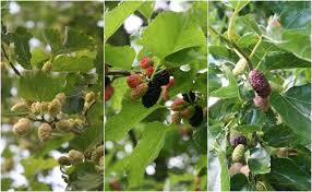 How to identify a mulberry tree. Mo Mulberry A Guide To Probably Everything You Need To Know About Growing Mulberry By Paul Alfrey Noteworthy The Journal Blog