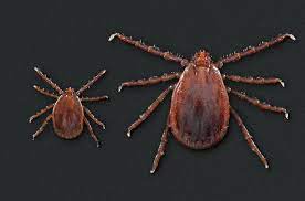 A series of such ticks. New Tick Borne Disease In Inner Mongolia Found By Chinese Scientists Goats And Soda Npr