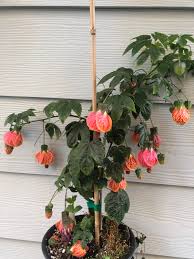Image result for Abutilon