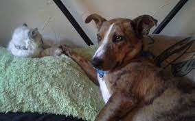 New haven county, southbury, ct id: Precious Pet Rescue Ct Petslover