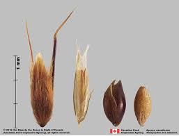 Image result for Anthoxanthum