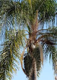 Image result for Syagrus romanzoffiana