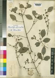 Image result for Pleurostylia