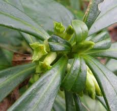 Image result for Thymelaeaceae