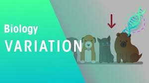 Access everything in one location. Variation Genetics Biology Fuseschool Youtube