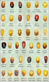 Different Types Of Dates Halal Recipes Arabic Food Food