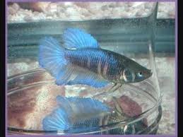 Learn Betta Fish Breeding Or Mating Fish Breeding Betta Fish Betta