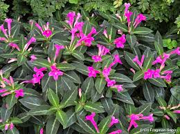Image result for Ruellia makoyana