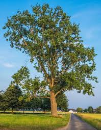 Ihre gartenanlage unterliegt keiner norm sondern gestaltet sich nach ihren gefühlen, ihren vorstellungen, unterstützt durch unsere kompetenz bezüglich baubarkeit und. Insektenfreundliche Gemeinde Bedburg Hau Thema