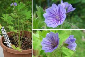 Image result for Geranium bohemicum Orhcid Blue