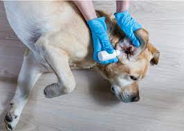 Vinegar and boric acid dog ear wash. 0g Ho6lgtl24lm
