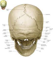 The frontal, parietal, temporal and occipital bones are joined at the cranial sutures. Bones Of The Head Atlas Of Anatomy