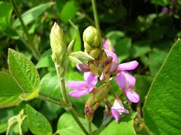 Image result for Desmodium