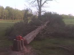 Cedar Log Value