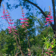 Image result for Polycarpaea eriantha