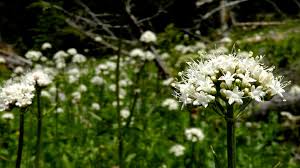Image result for Valeriana capensis