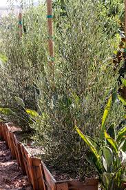 Rhaphiolepis indica 'majestic beauty' std. Majestic Beauty Olive Tree Olea Europaea J J Growers Nursery