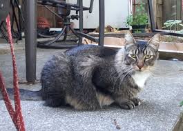 The most common reason cats lick their lips is to clean. Cat Lethargic And Licking Lips Thecatsite