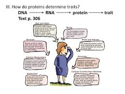 Dna molecules code for proteins that help the. I Protein Synthesis 2 Stage Processing Of Information Ppt Download