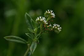 Image result for Euploca ovalifolia
