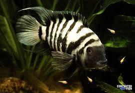 Pinstriped Fish That Packs A Punch Convict Cichlid Care Guide