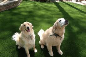 Compare reveiws, get multiple quotes, and hire the best pro for your project. Softlawn Pet Turf Archives Xtreme Green Synthetic Turf