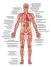 Frontalis, sartorius, pectoralis major, deltoid, thenar, biceps, rectus abdominis, serratus anterior, vastus lateralis, vastus medialis, rectus femorus, tibialis anterior, external obliques, brachioradialis, gastrocnemius, trapezius. Torrente Sanguineo Humano Tablero Didactico De La Anatomia Del Sistema Arterial Del Sistema Sanguine Human Anatomy Chart Human Body Anatomy Human Body Organs
