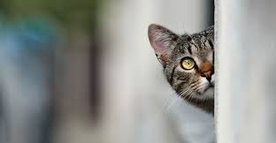 Fostering Your Curiosity Can Lead To Success And Happiness At Work Here S How Cats Jackson Galaxy Cute Cats