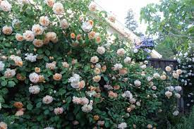 Rosa garten rosafarbene blüten phoenix nest gärten ferienhäuschen wolken. Reve D Or Vs Buff Beauty Antique Roses Forum Gardenweb Rose Antique Roses Beauty