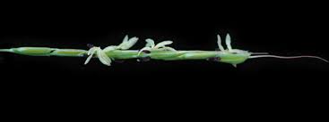 Image result for Oryza longistaminata