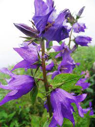 Campanula Latifolia Valley Of Flowers Beautiful Flowers Alpine Flowers