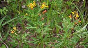 Image result for Crotalaria parvula