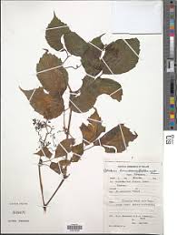 Image result for Cissus humbertii