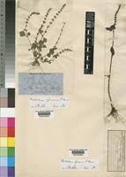 Image result for Platostoma africanum