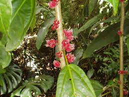 Image result for Pavonia rogersii
